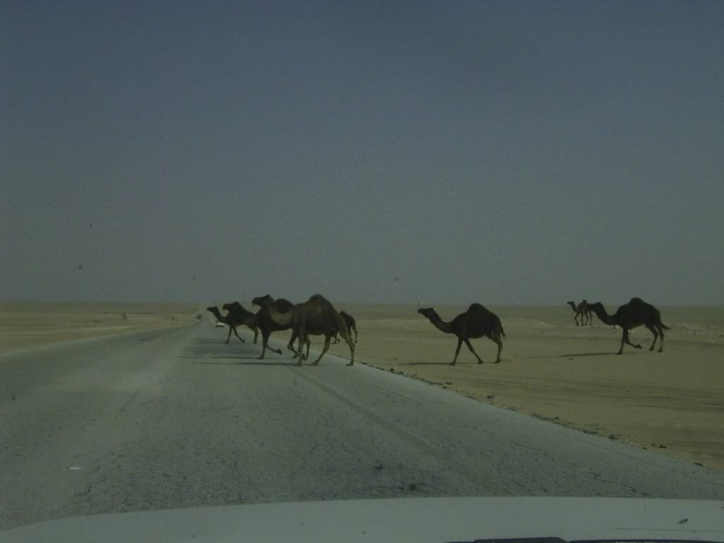 Name: RIMG0141.jpg
Views: 65
Size: 43.1 KB