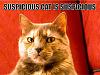 Sevenstock 12 BAW Roll Call-suspicious%2520cat.jpg