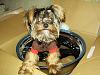 new wheels for the wide FC-p2110032.jpg
