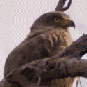 Name:  Birdgawkgif_zps9a86af32.gif
Views: 841
Size:  263.4 KB