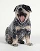 who's got dogs?-75021573.jpg