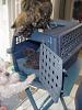 who's got dogs?-dsc01047.jpg
