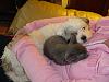 who's got dogs?-dsc01052.jpg