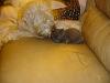 who's got dogs?-dsc01058.jpg