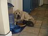 who's got dogs?-dsc01087.jpg