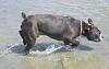 who's got dogs?-prescott_sm.jpg