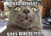 caturday is everyday!!!!!!!!!!!!!!!!!!!!!!!!!-678634%5B1%5D.jpg