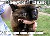 caturday is everyday!!!!!!!!!!!!!!!!!!!!!!!!!-918053%5B1%5D.jpg