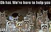 westcoast thread of posters-funny-pictures-raccoons-here-help-you%5B1%5D.jpg