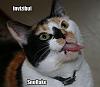 westcoast thread of posters-funny-pictures-invisible-snowflake%5B1%5D.jpg