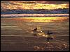 Bolsa Chica BBQ beach run...Saturday, November 15th-birds.jpg