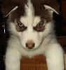 who's got dogs?-malaki.jpg