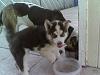 who's got dogs?-my-babies.jpg