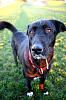who's got dogs?-img_4699.jpg