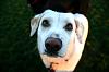 who's got dogs?-img_4694.jpg