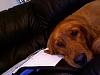 who's got dogs?-photo-6.jpg