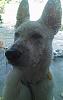 Anyone in So-Cal 'Catless'?-dsc_0361.jpg