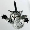 djour's Avatar