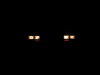 Eagle Kammback's Avatar