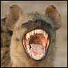 Hyena's Avatar