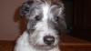 Rotor Hound's Avatar