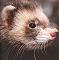 maskedferret's Avatar