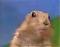 HorrorBeaver's Avatar