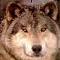 WolfsRx7